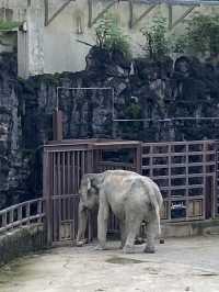 아이들과 함께 가기 좋은 곳, 서울대공원 동물원 🐘