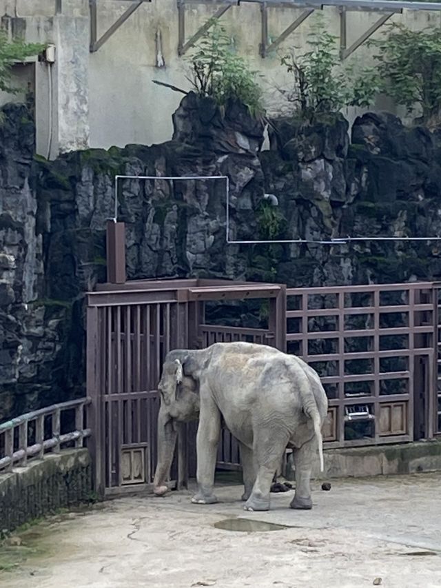 아이들과 함께 가기 좋은 곳, 서울대공원 동물원 🐘