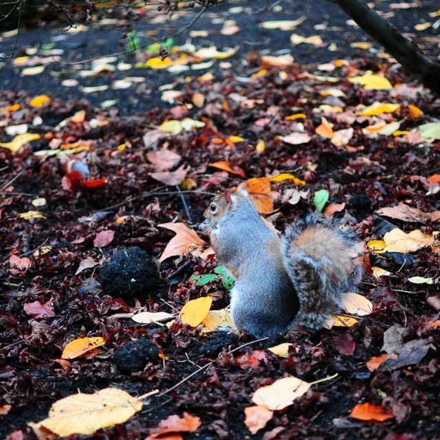 AUTUMN IN THE LARGEST PARK IN LONDON