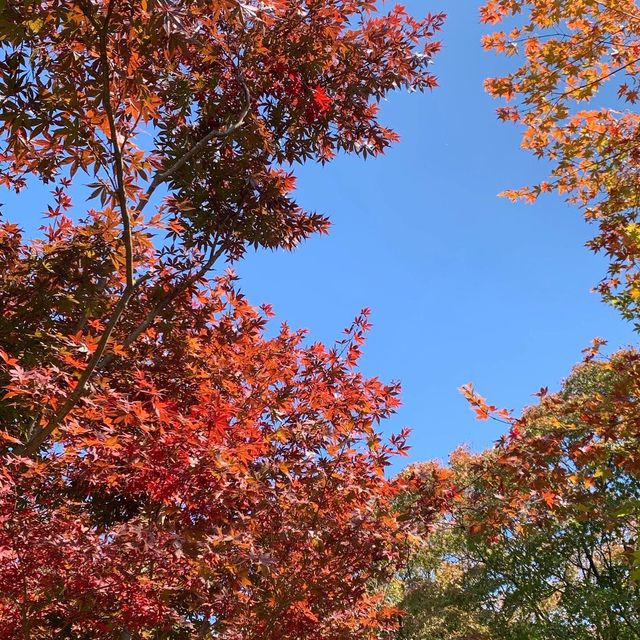 단풍 명소로 유명한 용인 호암 미술관 