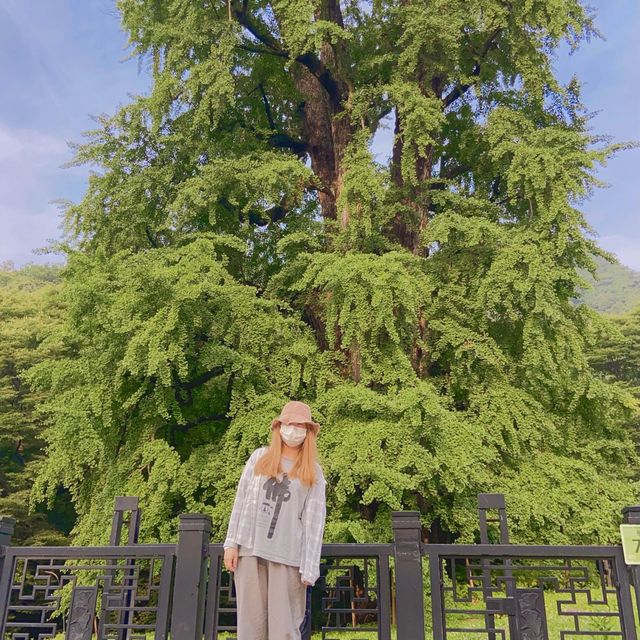 속세에서 벗어나고 싶을 땐, 용문사 템플스테이🪷