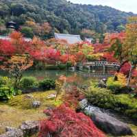 紅葉見に行こ～うよ～【禅林寺 永観堂】✨