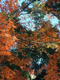 東京鐵塔下片片紅葉