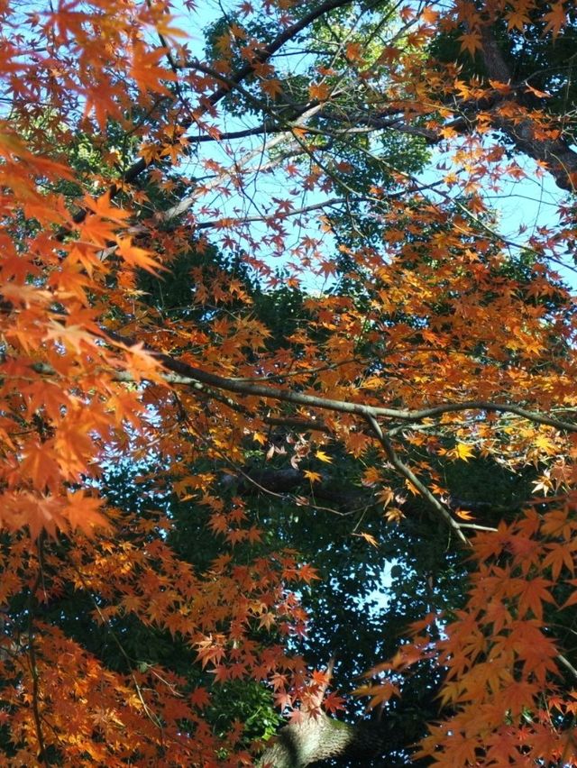 東京鐵塔下片片紅葉