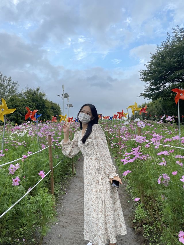 서울 코스모스 꽃 구경 :: 올림픽공원 들꽃마루🌼