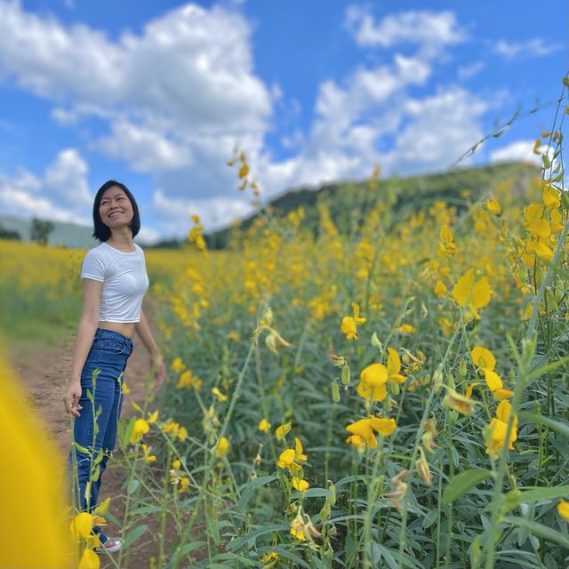 ไปเที่ยวทุ่งดอกปอเทือง ที่สวยที่สุดในประเทศไทย ❤️