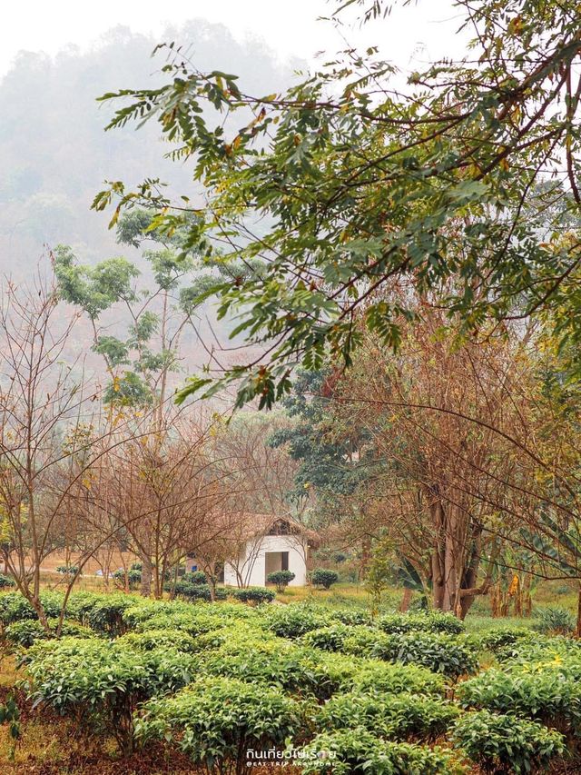 👩🏻‍🌾 ทัวร์ไร่ชาบรรยากาศสุดร่มรื่นที่เชียงใหม่