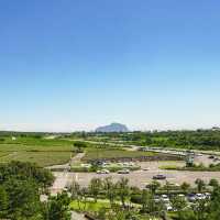 제주도 오설록 티 뮤지엄, 녹차밭보며 힐링하기