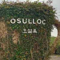 서귀포에 간다면 '제주 오설록 티뮤지엄'