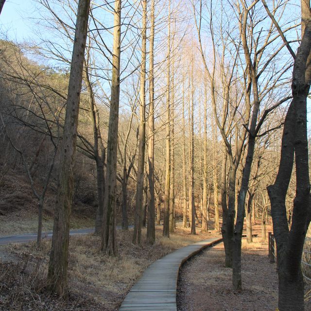 대전의 겨울왕국 [상소동 산림욕장]