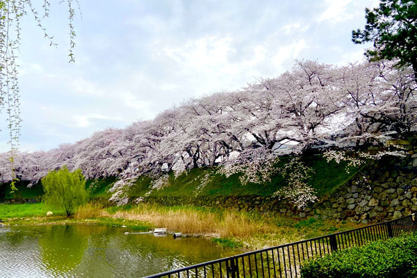 ウィクロス 花見 サシェ＆ミュウ(台紙付き) 中国語版 大・お花見大会景品 ウィクロス 花見 サシェ＆ミュウ(台紙付き) 中国語版 大・お花見