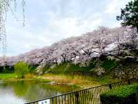 名城公園＆名古屋城でお花見🌸🌸