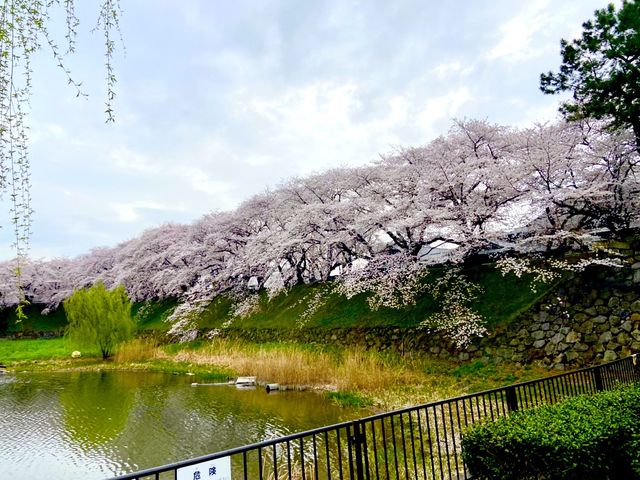 名城公園＆名古屋城でお花見🌸🌸