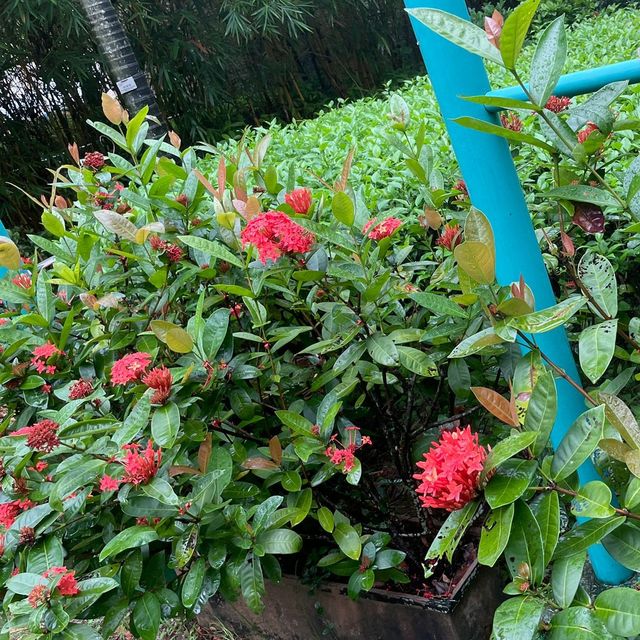 荔枝角公園
