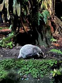 Nocturnal Wildlife at Night Safari