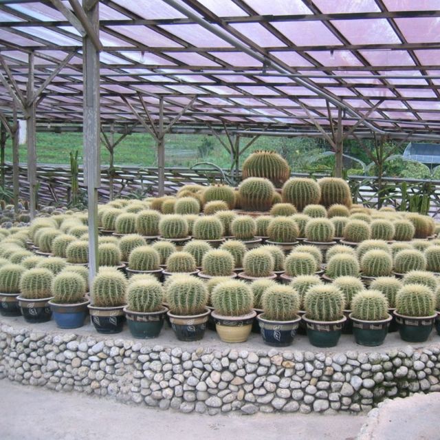 Cactus Valley, Cameron Highlands 