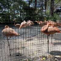 泰國曼谷Safari World 野生動物園世界