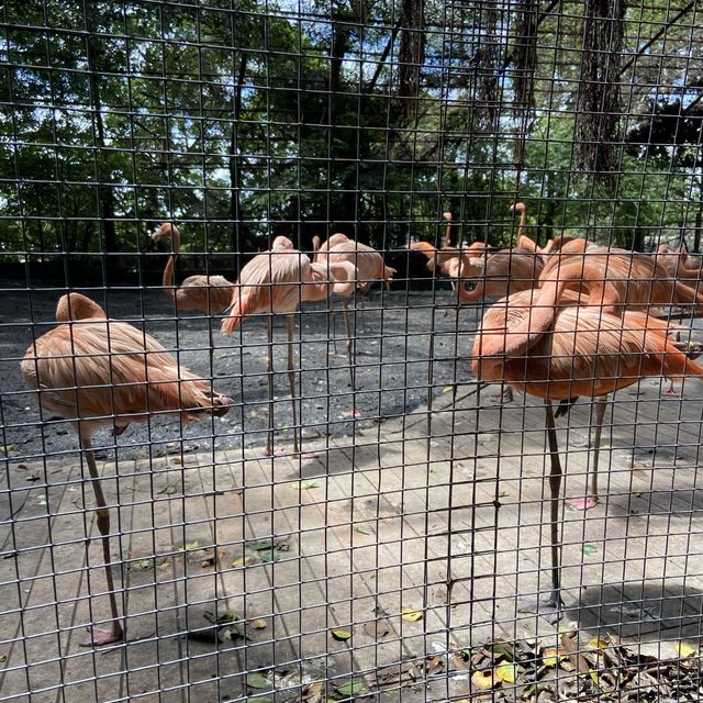 泰國曼谷Safari World 野生動物園世界