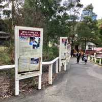 Puffing Billy Train Ride Experience