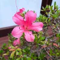 Enjoy Nature at Mt Coot-Tha Botanicals