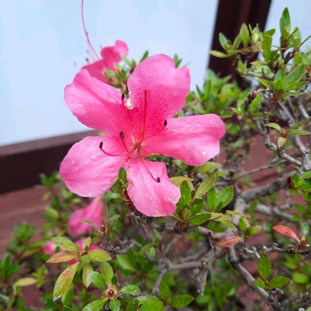 Enjoy Nature at Mt Coot-Tha Botanicals
