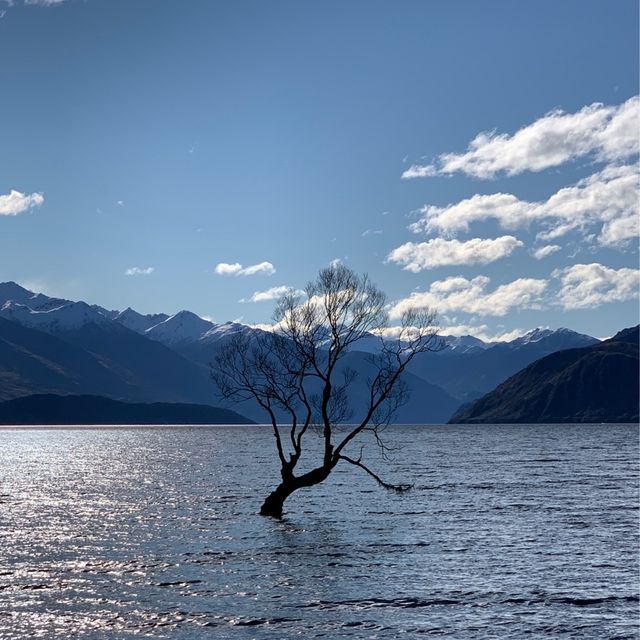 The lone tree of Lake Wanaka