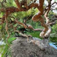 Magnificent Asian garden, a must visit to LA