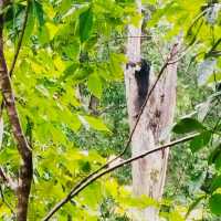 Looking at those Sun Bears 👀