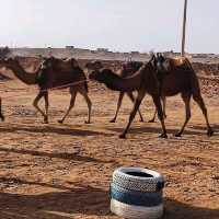 Morocco Sahara Desert Camel Ride