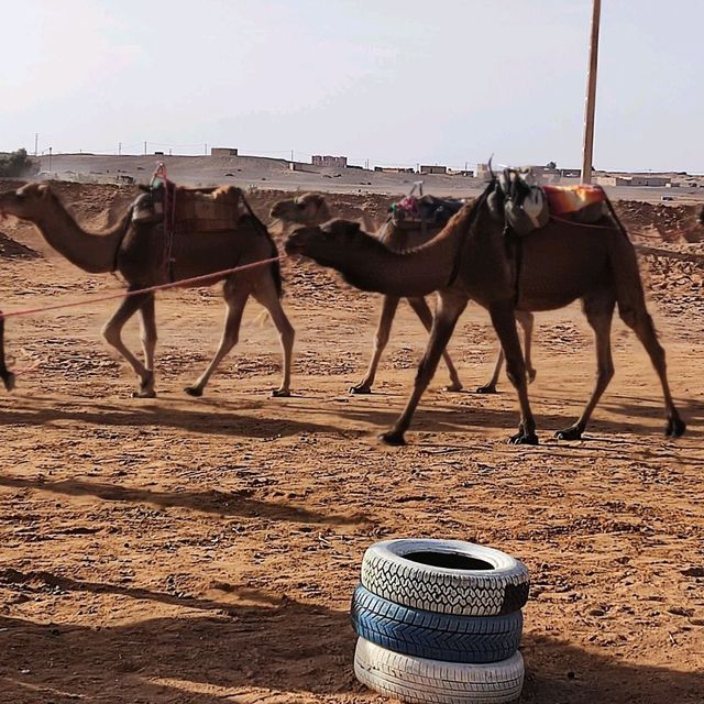 Morocco Sahara Desert Camel Ride