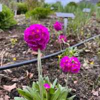 Visiting the botanical garden in Oslo