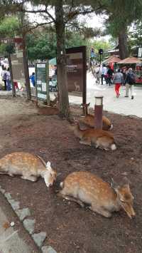 Nara Park, where deer greets with a bow