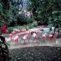Didn't expect Portugal to have such a great zoo experience.