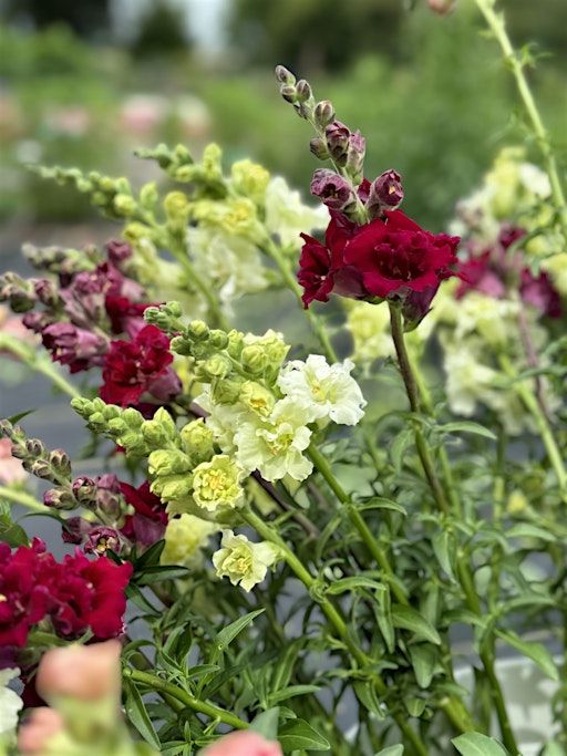 Seed Starting Workshop | Happy Hens Farm Seed Starting Workshop | Happy Hens Farm