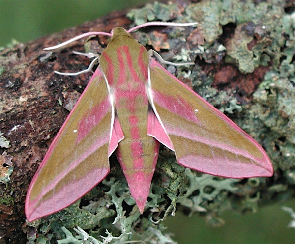 Moth Trapping | Canford Heath Nature Reserve - what three words location ///exact.brings.remote