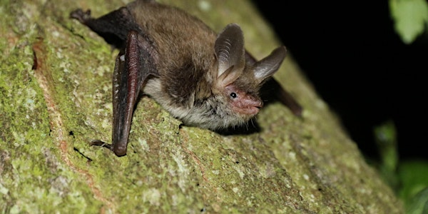 Guided Bat Walk - Windsor Great Park, Wednesday 3 September | The Savill Gardens