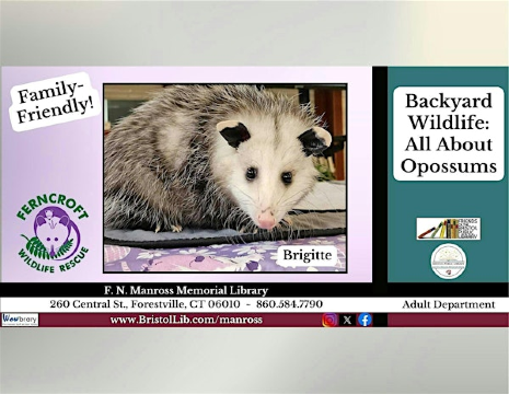 Backyard Wildlife: All About Opossums! | Manross Memorial Library