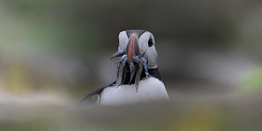 Isle of May - Puffin Wildlife Photography Workshop | Anstruther