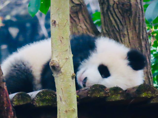 ADORABLY CHARMING BABY PANDAS 