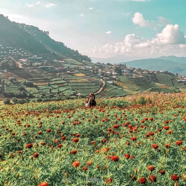 สวนดอกไม้​ แกรนวิว-การ์เด้น​ ​| ม่อนแจ่ม​ 