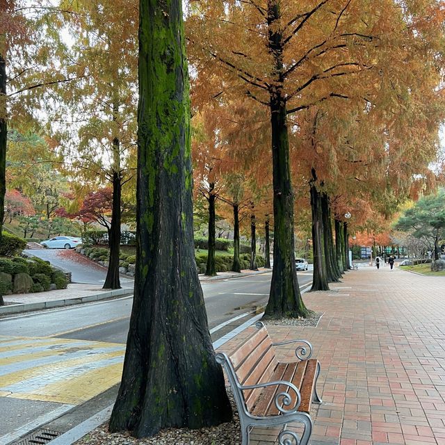 [대구광역시] 가을의 계명대학교 성서캠퍼스