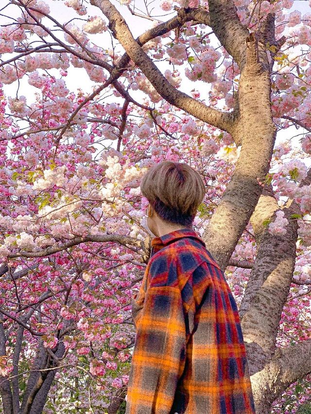 부산 민주공원, 겹벚꽃 명소 추천