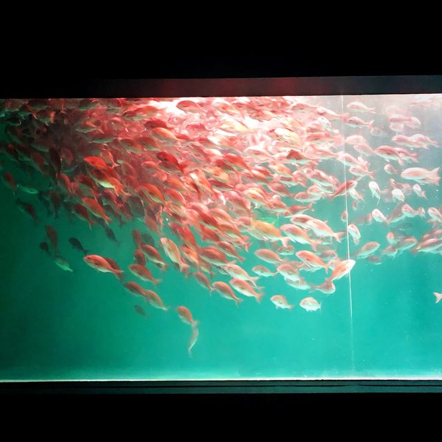 【石川】ジンベイザメにあえる「のとじま水族館」