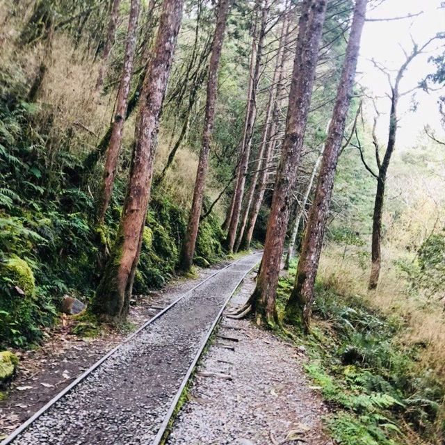 太平山兩天一夜之旅