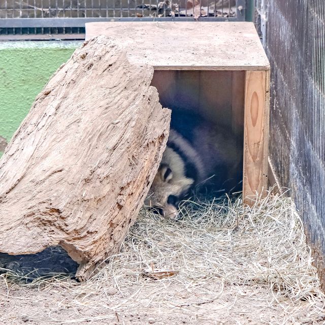 冬の円山動物園・ビーバー館