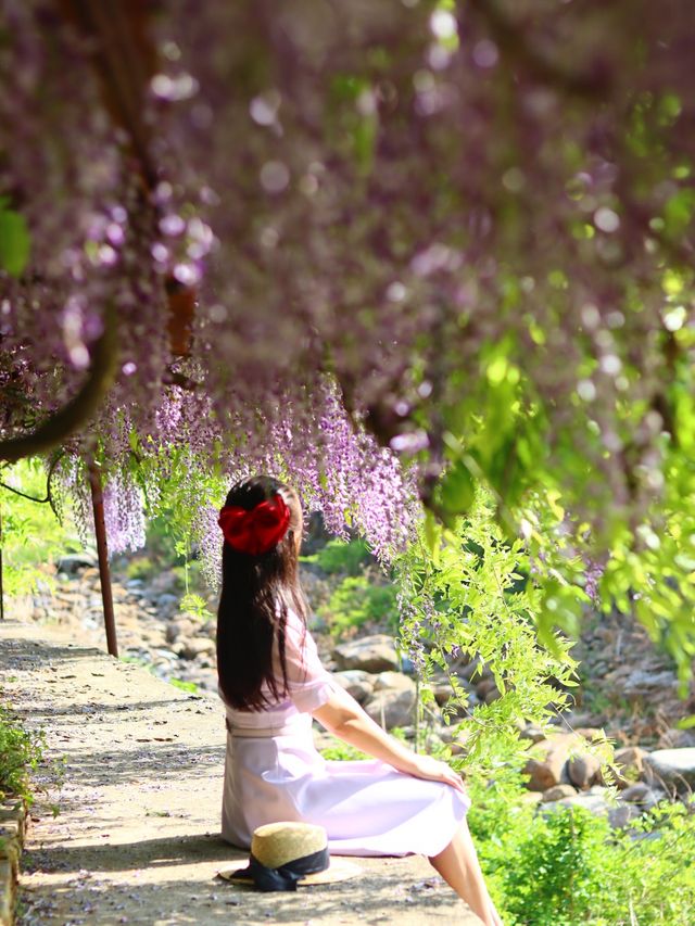 보랏빛 등나무꽃 터널을 만날 수 있는 곳💜