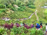 BOH TEA CENTRE, CAMERON HIGHLANDS !! 🍃