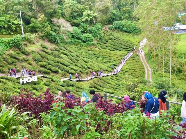 BOH TEA CENTRE, CAMERON HIGHLANDS !! 🍃