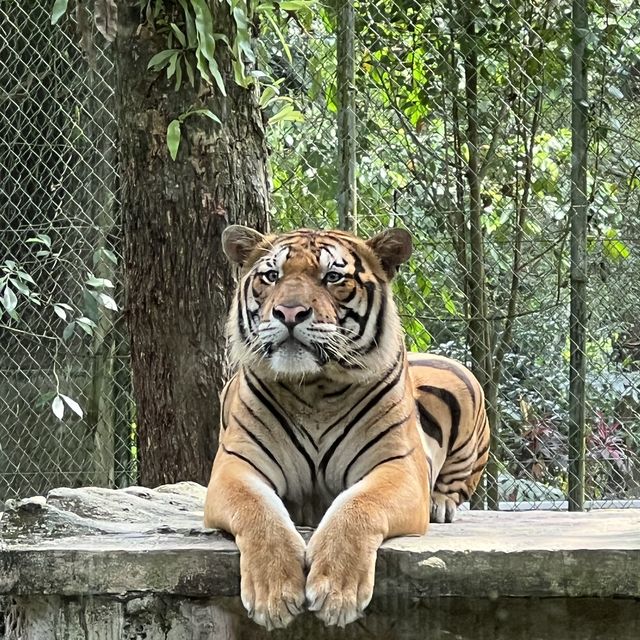 Zoo Negara Malaysia KL 🇲🇾