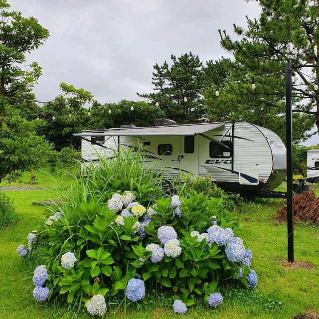 제주 서귀포 표선 오크라리조트 수국 보고 카페도 이용하기